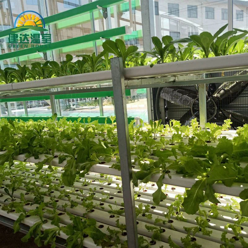 vegetable lettuce greenhouse with hydroponic.jpg vegetable lettuce greenhouse with hydroponic.jpg