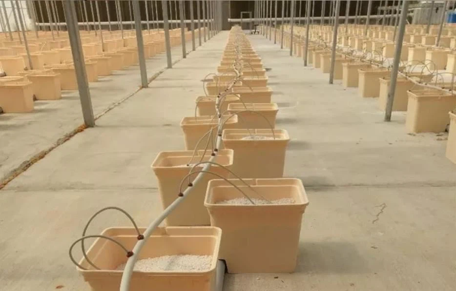 Dutch bucket perlite