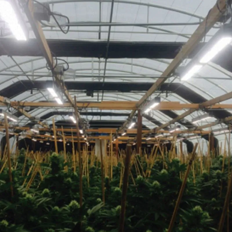 blackout growing light