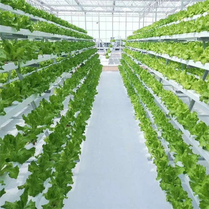 NFT Hydroponics