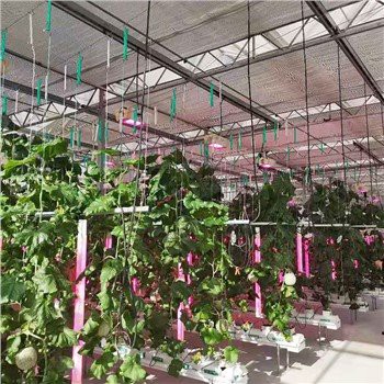 ہائیڈروپونکس اگنے والے ریکس