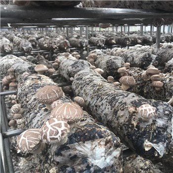 مشروم گرین ہاؤسز