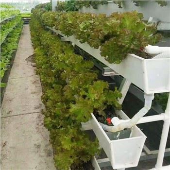 اسٹرابیری کے لیے پودے لگانے کی گرت