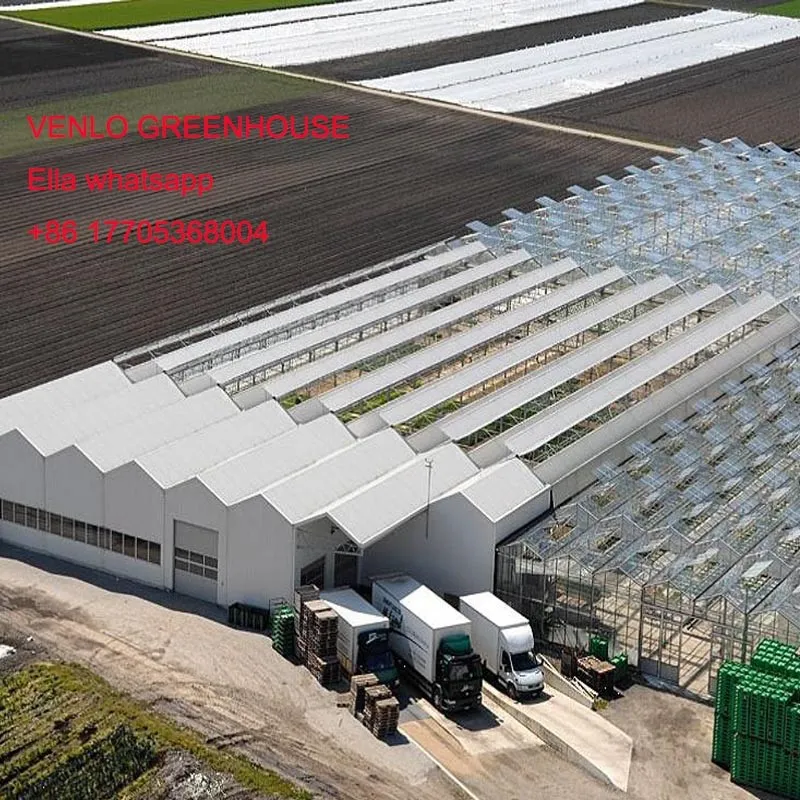 Venlo greenhouse Venlo greenhouse