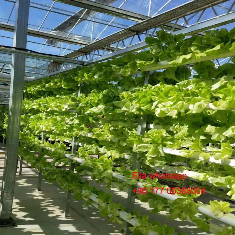 vegetable greenhouse vegetable greenhouse